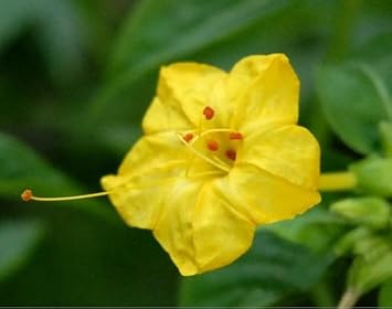 Yellow Huang Moli Flower Seeds for Planting - 100 pcs