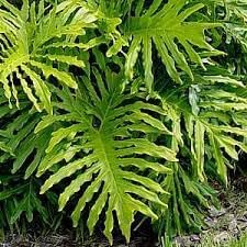Heirloom Non-GMO Philodendron Plant Seeds for Planting ƒ?? Tropical Indoor and Outdoor Foliage for planting in your garden.