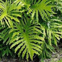 Heirloom Non-GMO Philodendron Plant Seeds for Planting ƒ?? Tropical Indoor and Outdoor Foliage for planting in your garden.