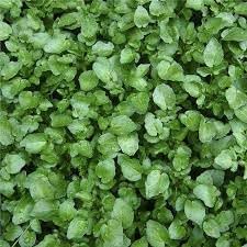Watercress Plant Seeds for Planting, Heirloom, Non-GMO, 100 pcs