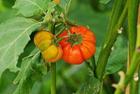 Goyo Kumba Eggplant Vegetable Seeds