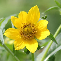 Bidens Cernua Flower Seeds for Planting - 100 pcs - Cernua for planting in home garden