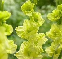 Non-GMO Gladiolus Dark Green Flower Seeds for Garden Planting – Rare Bloom Variety