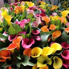 Mixed Calla Lily Flower Seeds for Planting - NON GMO Seeds for planting in home garden