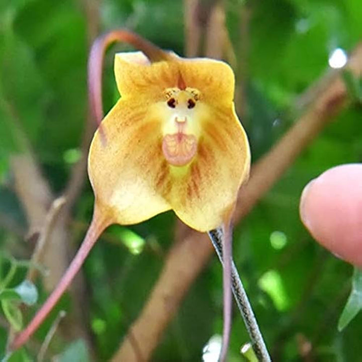 Heirloom Non-GMO Monkey Orchid Flower Seeds for Planting – Rare Dracula Simia Exotic Blooms
