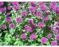 Beebalm Flower Seeds Heirloom Non GMO Planting - 100 pcs for planting in home garden