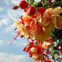 Double Petals Fuchsia Flower Seeds for Planting - NON GMO Seeds