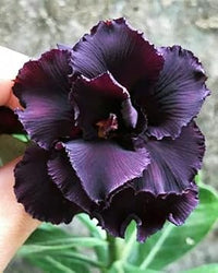 Organic Heirloom Non-GMO Dark Purple Adenium Obesum Seeds for Planting ƒ?? Desert Rose