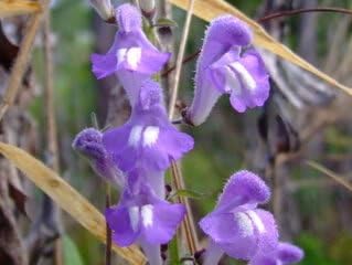Blue Skullcap Flower Seeds â€“ Heirloom, Non-GMO Seeds for Planting Medicinal Garden Herbs for planting in home garden