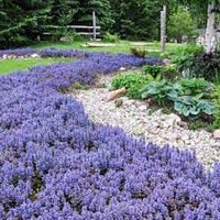 Heirloom Non-GMO Ajuga Flower Seeds – Low-Growing Ground Cover Blooms for Garden Planting
