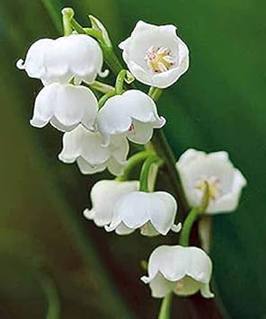 Polka Dot Vinca Flower Seeds for Planting - NON GMO Seeds for planting in home garden