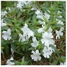 White Mimulus Flower Seeds for Planting - 100 pcs