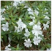White Mimulus Flower Seeds for Planting - 100 pcs
