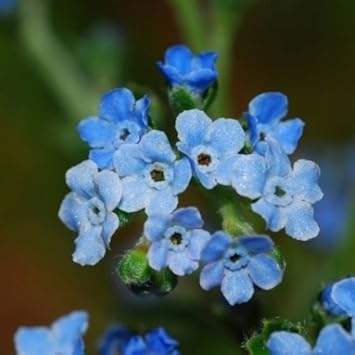 Cynoglossum Flower Seeds for Planting - NON GMO Seeds