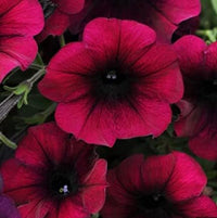 Burgundy Petunia Flower Seeds for Planting - Heirloom, NON-GMO Garden Seeds - Vibrant Blooms for planting in home garden
