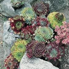Organic Sempervivum Flower Seeds for Planting ƒ?? Heirloom, Non-GMO