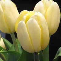 Light Yellow Flower Seeds for Planting – Non-GMO, Heirloom Quality, Vibrant Blooms