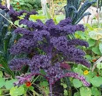 Kale Seeds for Planting, Violet, 100 Pcs pcs
