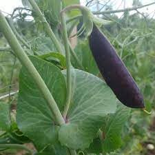 Pea Pisum sativum seeds for garden planting