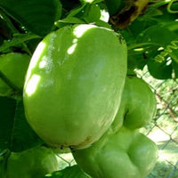 Giant Passiflora granadilla seeds