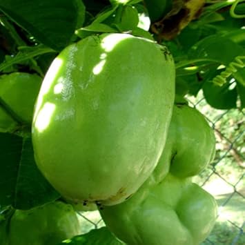 Giant Passiflora granadilla seeds