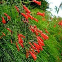 Firecracker Flower Seeds for Planting - 100 pcs