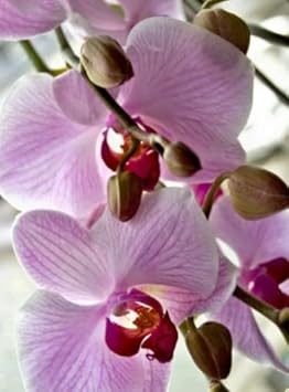 White Violet Phalaenopsis Orchid Planting Seeds for Garden NON GMO Seeds for planting in home garden