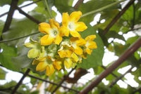 Heirloom Telosma cordata (Pakalana Vine) flower seeds â€“ nonâ€‘GMO edible vine seeds