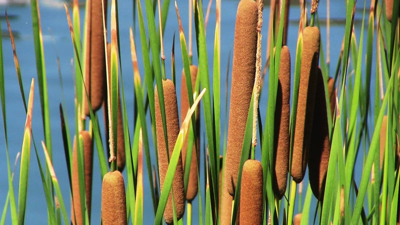 Cattail Plant Seeds for Planting - 100 Pcs pcs