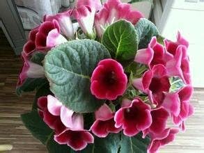 100 Pcs
