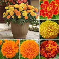Marigold Flower Seeds for Garden Planting - NON GMO Seeeds for planting in home garden