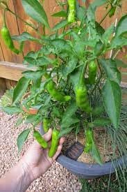 Chili Pepper Capsicum annuum seeds for garden planting