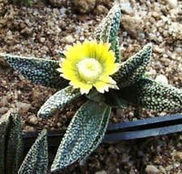Green Nananthus Margaritiferus Plant Seeds for Planting - 100 pcs