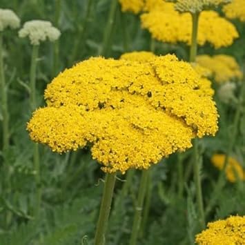 Yarrow Flower Seeds for Garden - NON GMO Seeds for planting in home garden