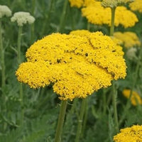 Yarrow Flower Seeds for Garden - NON GMO Seeds for planting in home garden