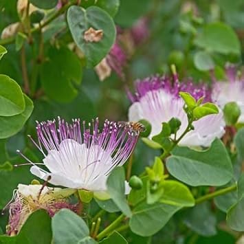 Purple Caper Bush Flower Seeds for Planting - 100 pcs