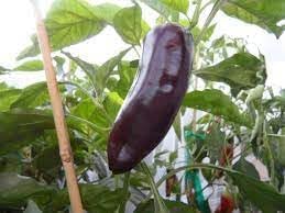 Marconi Sweet Pepper Vegetable Seeds for Planting - 100 Pcs pcs