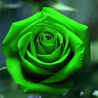 Rose (Rose scientific name) for planting in garden