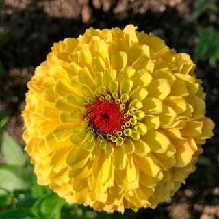 Yellow Red Zinnia Flower Seeds for Planting â€“ Vibrant Blooms, Non-GMO, Heirloom Seeds, Beautiful Blooms for planting in home garden