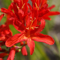 Heirloom Non-GMO Red Crocosmia Lucifer Flower Seeds for Bold Summer Garden Planting