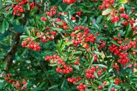 Scarlet Firethorn Fruit Seed Pack for Spicy, Tart Berries 100 Pcs pcs