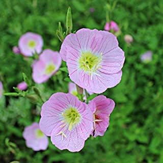 Purple Primrose Flower Seeds for Planting - 100 pcs