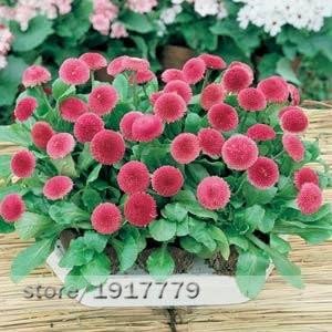 Organic Pink Bellis Perennis Flower Seeds for Planting – Heirloom, Non-GMO for planting in your garden.