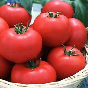 Tomato Seeds for Planting Dark Pink - 100 Pcs pcs