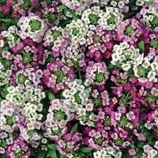 Alyssum Perennial Flower Seeds â€“ Heirloom, Non-GMO Seeds for Planting