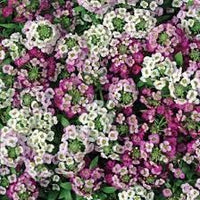 Alyssum Perennial Flower Seeds â€“ Heirloom, Non-GMO Seeds for Planting