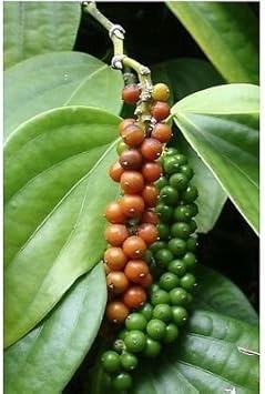 Green Piper Nigrum (Black Pepper) Plant Seeds for Gardening heirloom & Non-GMO Seeds Scientific Name Placeholder for planting in home garden