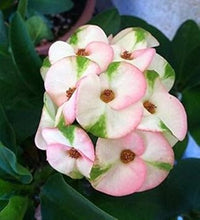 Organic Mixed Crown of Thorns Plant Seeds for Planting â€“ Heirloom, Non-GMO for planting in home garden