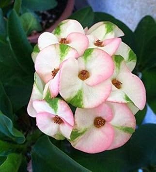Organic Mixed Crown of Thorns Plant Seeds for Planting â€“ Heirloom, Non-GMO for planting in home garden