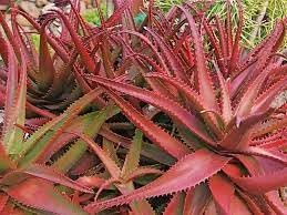 Aloe Cameronii Plant Seeds Scientific Name Placeholder for planting in home garden